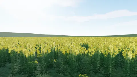 Sarı çiçek açmış kanola tarlası